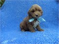 These Maltese Poodle puppies are fluffy and gorgeous They have the sweetest personalities and Love 