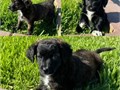 chihuahua-shihtzu mix puppies 8wks 1st shots 2M1F nice coats blacks very healthy raised indo