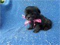 Hello we have litter of playful Maltese Shihtzu puppies available for loving homes These puppies w