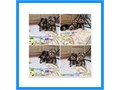 T cup yorky girl n boy super tiny up to date with shots n dewormed lovely person
