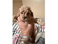 Male toy size maltipoo looks like stuffed animal vaccinated and dewormed loving playful puppy wi
