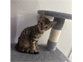 Bengal Male kitty looking for a forever home Available now 8 weeks Reach out for any questions 74