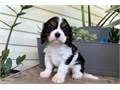 Cavalier King Charles Puppies We Have Male  Female Puppies Left please email me now at Damianspauls