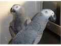 Beautiful African Grays for sale they 4 years old excellent talkers and tamed they step on you p