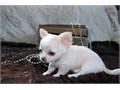 Tcups Chihuahua Puppies We Have Male  Female Puppies Left please email me now at Damianspaulsgmail
