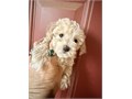 adorable femal maltipoo expected weight 4lbs vaccinated and dewormed Perfect purse puppies