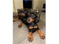 We have a 100 European black female available that needs to go to an active home These dogs comes 