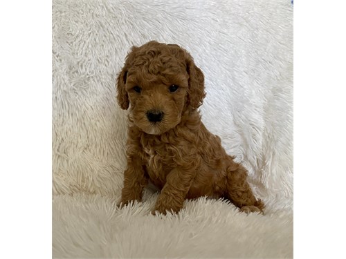 Red Toy Poodle Puppies