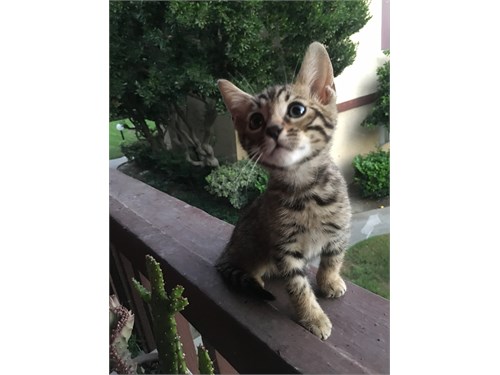 Bengal kittens