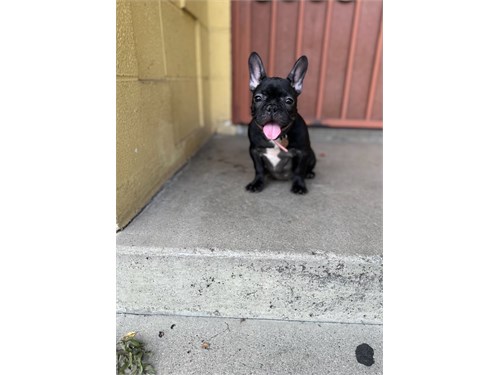 French Bulldog Puppies